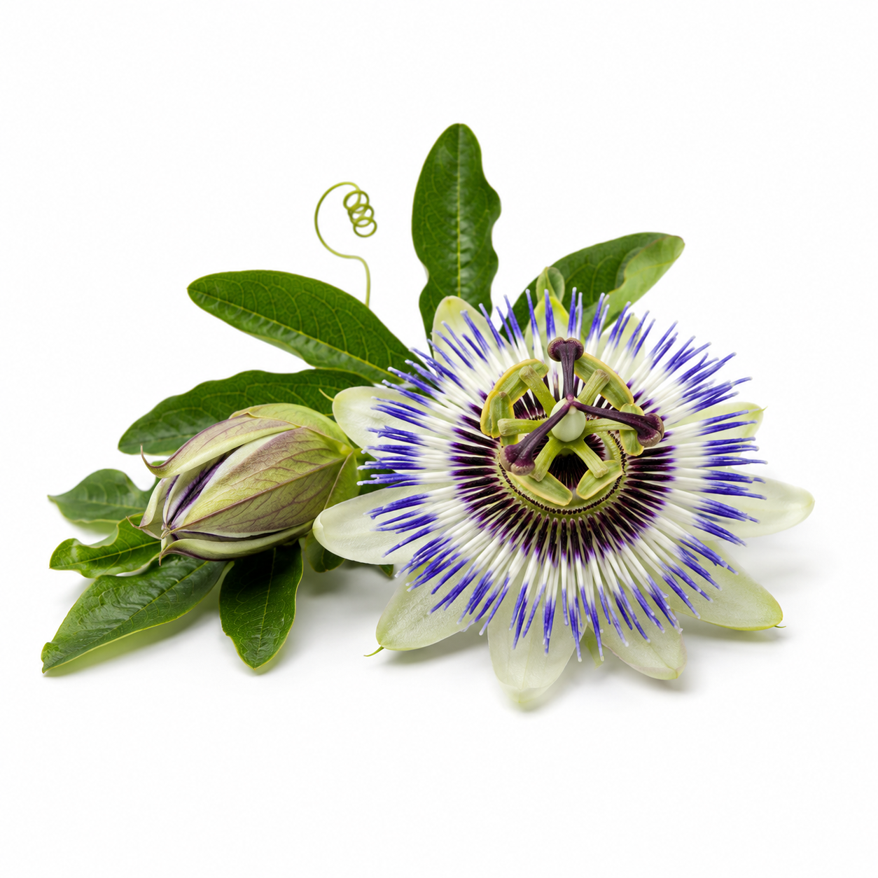 Blue Passion Flower